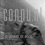 20-04-2007 Egypte.

[keywords]Black & White Image, Camel[/keywords]